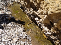 Tachymenis peruviana