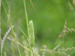Phalaris minor