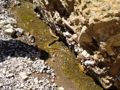 Tachymenis peruviana