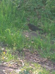Turdus merula