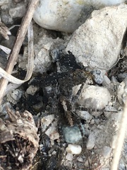 Acantholycosa lignaria