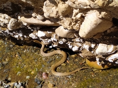 Tachymenis peruviana