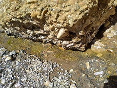 Tachymenis peruviana