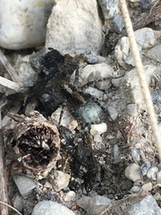 Acantholycosa lignaria