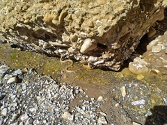 Tachymenis peruviana