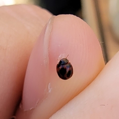 Sticholotis punctata