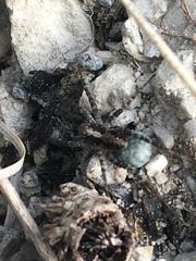 Acantholycosa lignaria