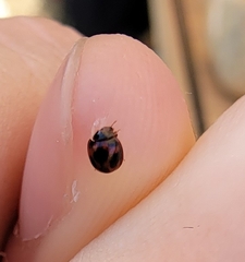 Sticholotis punctata