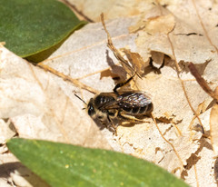 Andrena erythronii