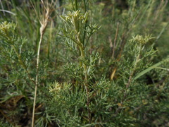 Artemisia alba