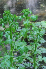 Ranunculus sceleratus