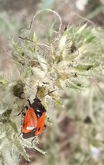 Deraeocoris rutilus