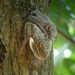 Taphozous mauritianus - Photo (c) Frank Vassen，保留部份權利CC BY