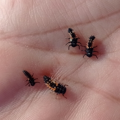 Harmonia axyridis