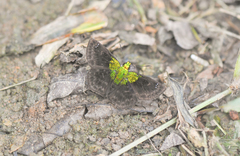 Gorgopas trochilus
