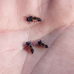 Harmonia axyridis