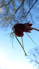 Fritillaria ruthenica