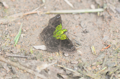 Gorgopas trochilus