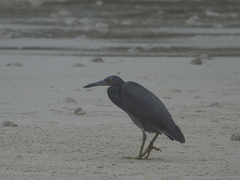 Egretta sacra