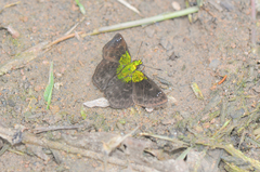 Gorgopas trochilus