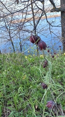 Fritillaria ruthenica