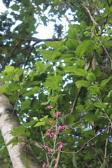 Centropogon urubambae