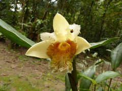 Sobralia fimbriata