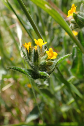 iNaturalist observation photo of Common Fiddleneck