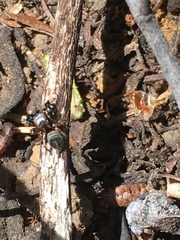 Habronattus oregonensis