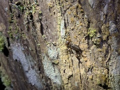 Duolandrevus coulonianus