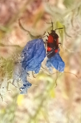 Deraeocoris rutilus