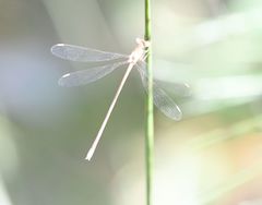 Lestes ochraceus
