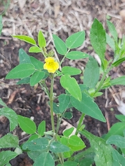 Oxalis frutescens
