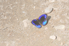 Eunica eurota