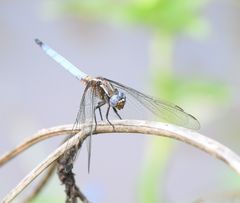 Orthetrum azureum