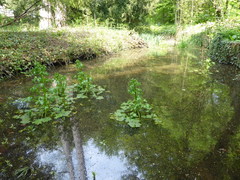Ranunculus sceleratus