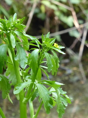Ranunculus sceleratus