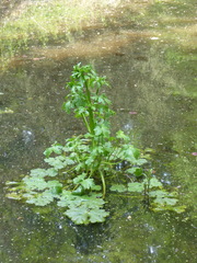 Ranunculus sceleratus