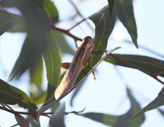 Nomadacris septemfasciata