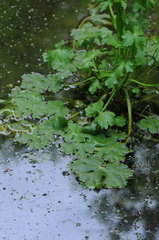 Ranunculus sceleratus