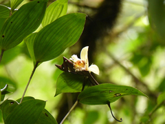 Sobralia fimbriata