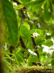Sobralia fimbriata