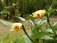 Sobralia fimbriata