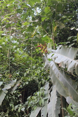 Heliconia subulata