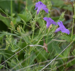 Ruellia runyonii