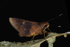 Carystoides yenna