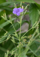 Ruellia runyonii