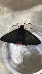 Pyrrhopyge charybdis