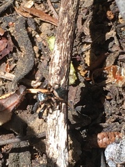 Habronattus oregonensis