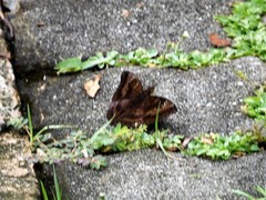 Euthalia aconthea garuda